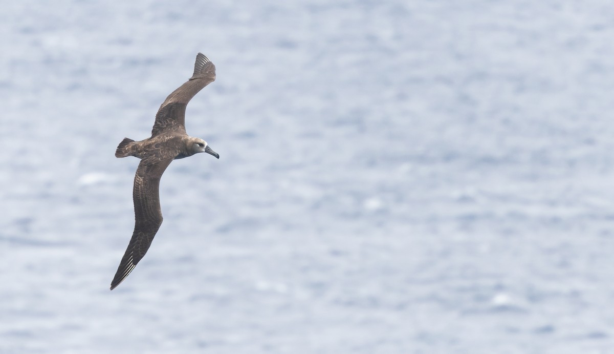 Albatros à pieds noirs - ML618366172