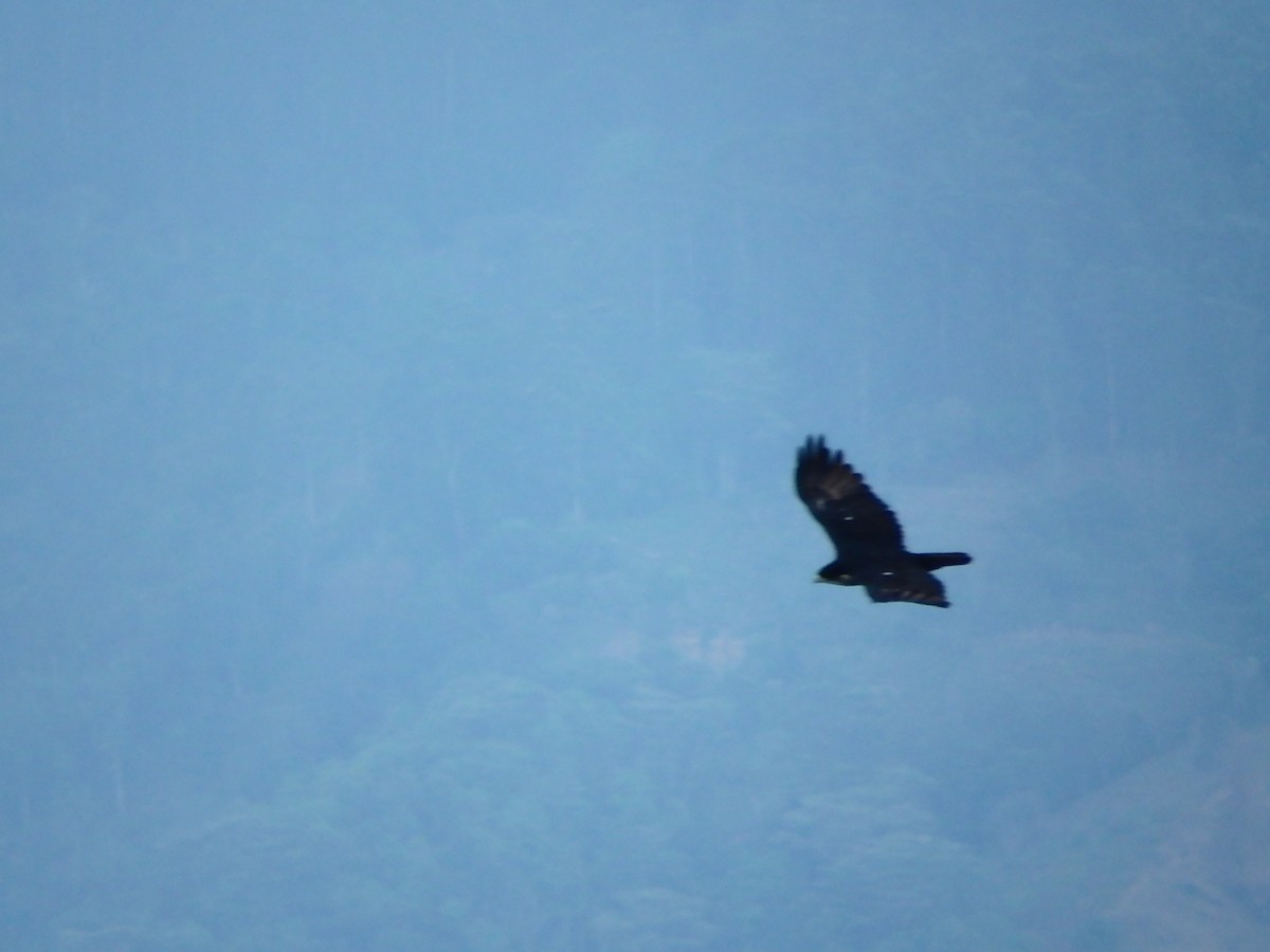 Rufous-bellied Eagle - ML618366221