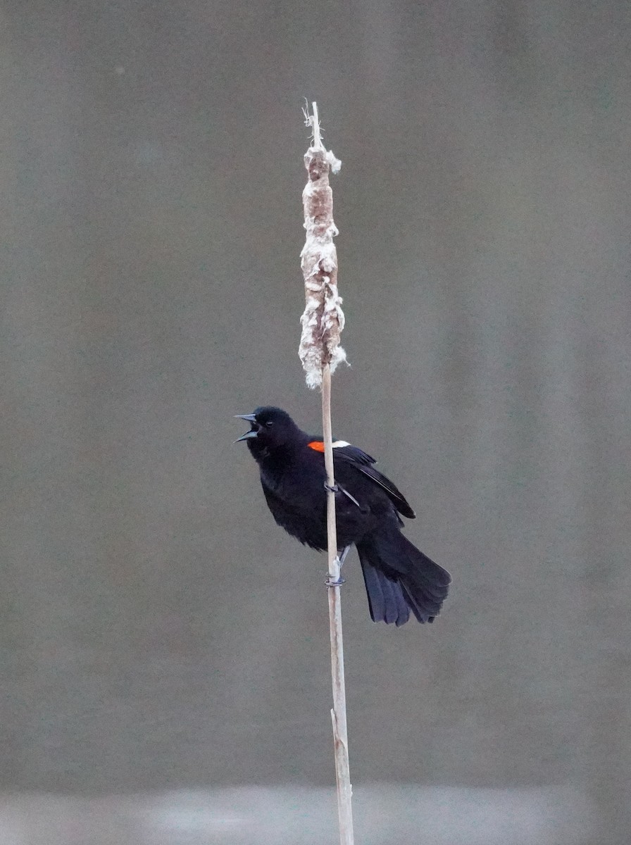 Red-winged Blackbird - ML618366268