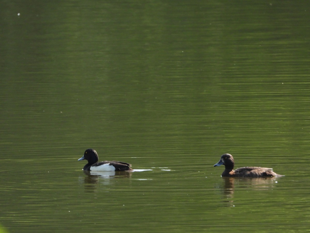 Tufted Duck - ML618366272