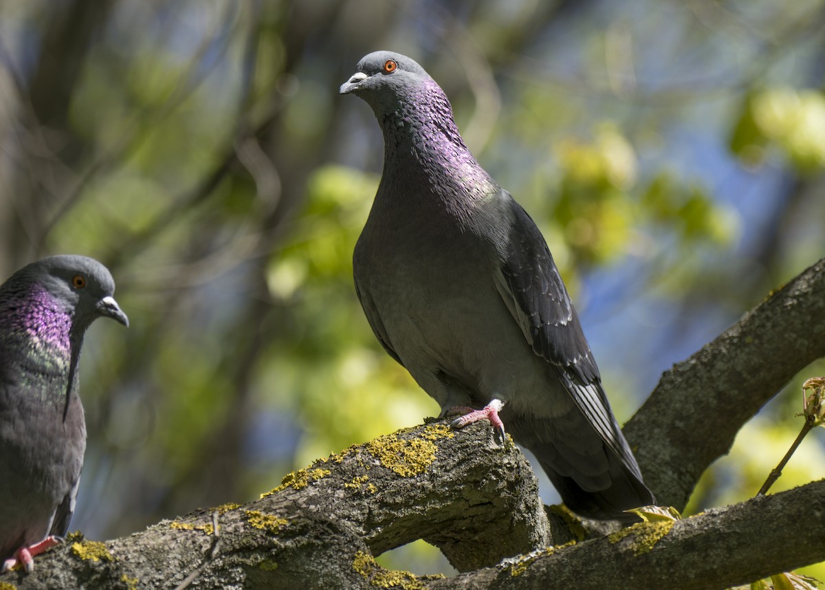 Rock Pigeon (Feral Pigeon) - ML618366273