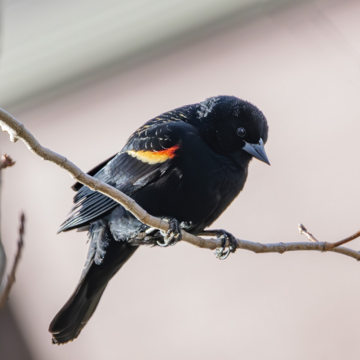 Red-winged Blackbird - ML618366283