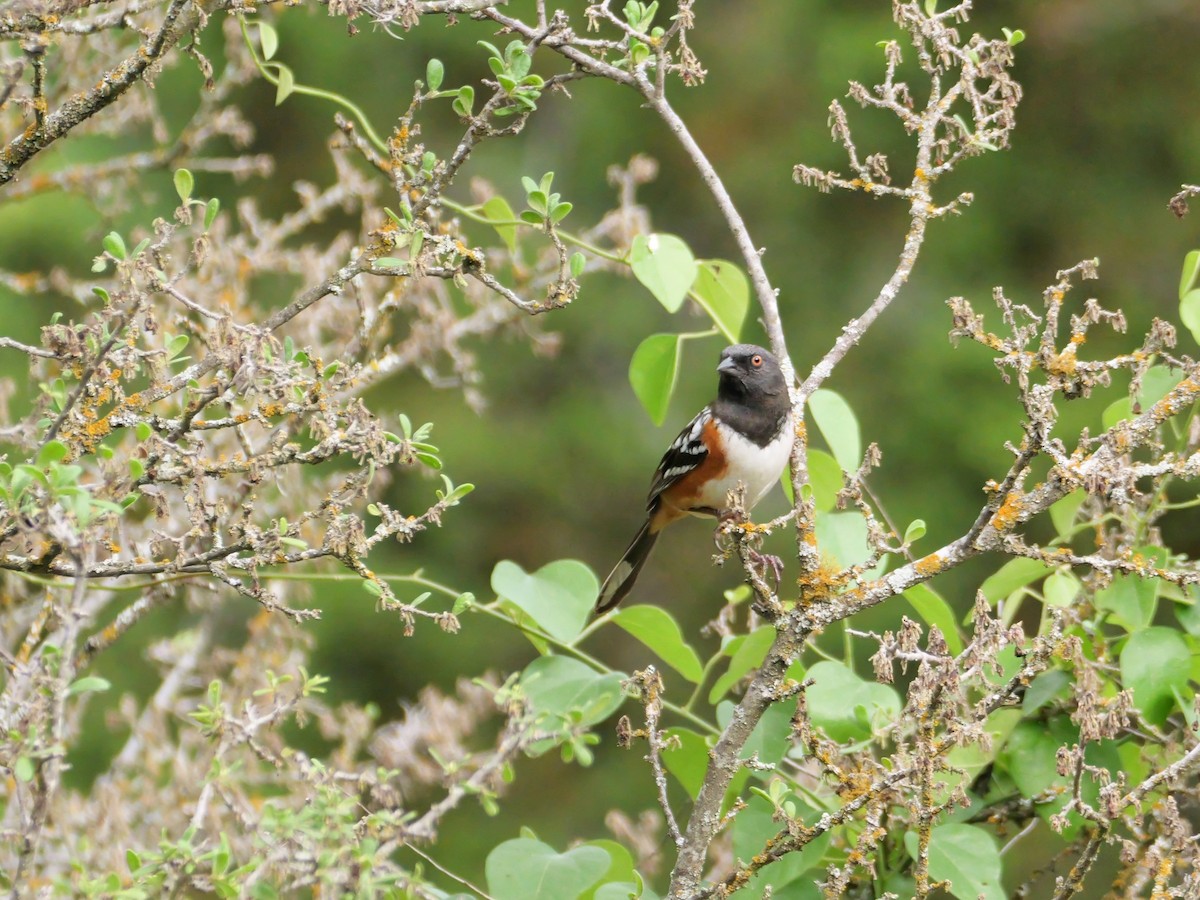 Spotted Towhee - ML618366290