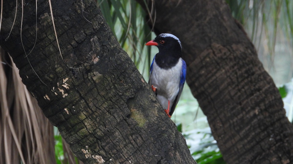 Red-billed Blue-Magpie - Jieni Long