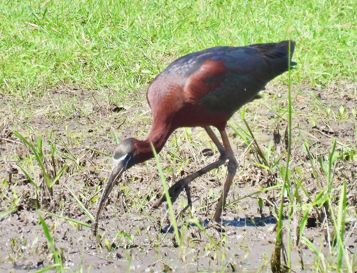 ibis hnědý - ML618366298