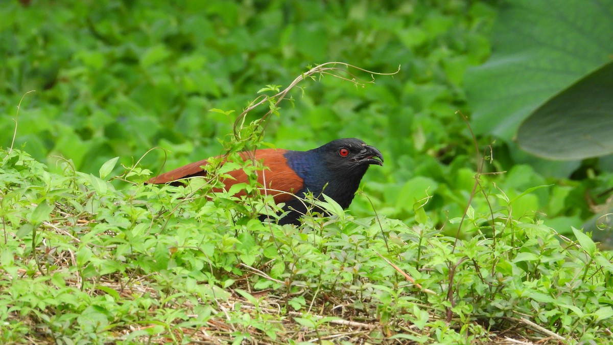 Greater Coucal - ML618366312