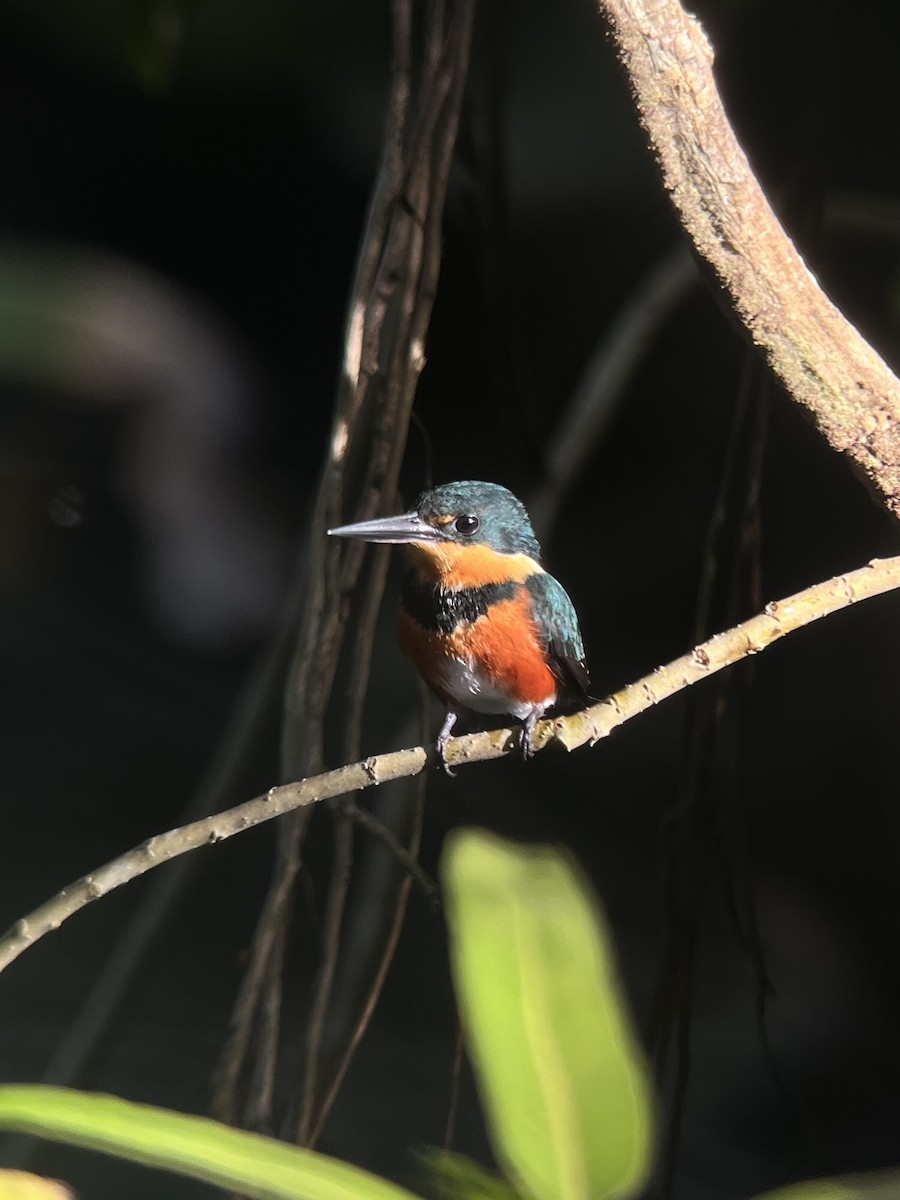American Pygmy Kingfisher - Brenda Sánchez
