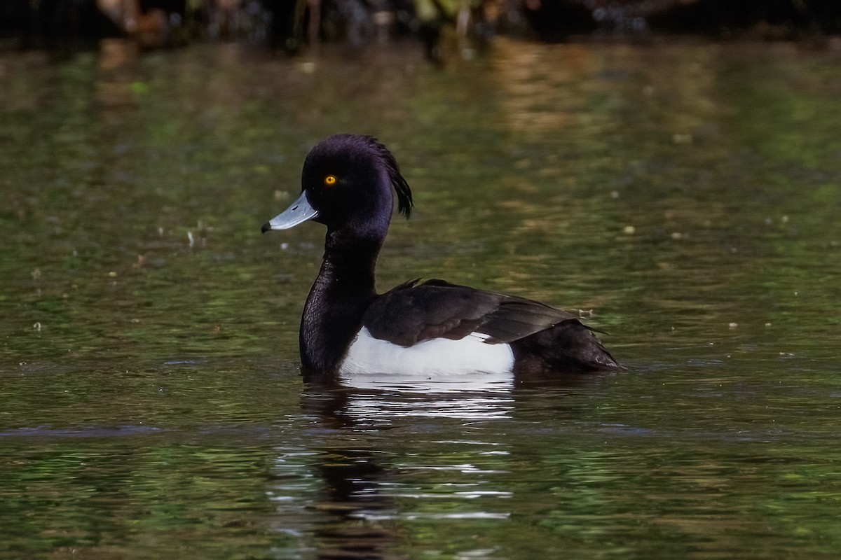 Tufted Duck - ML618366330