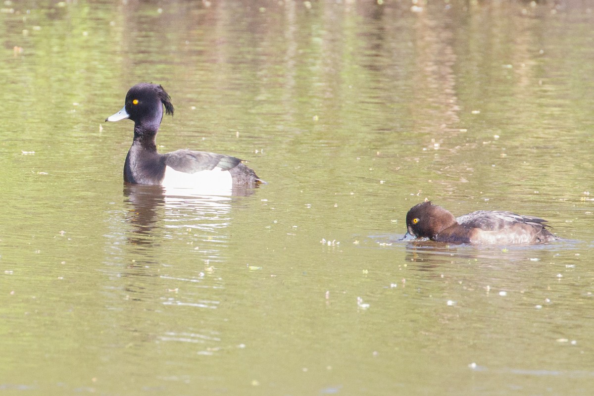 Tufted Duck - ML618366331