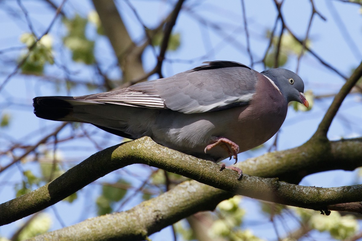 Common Wood-Pigeon - ML618366333
