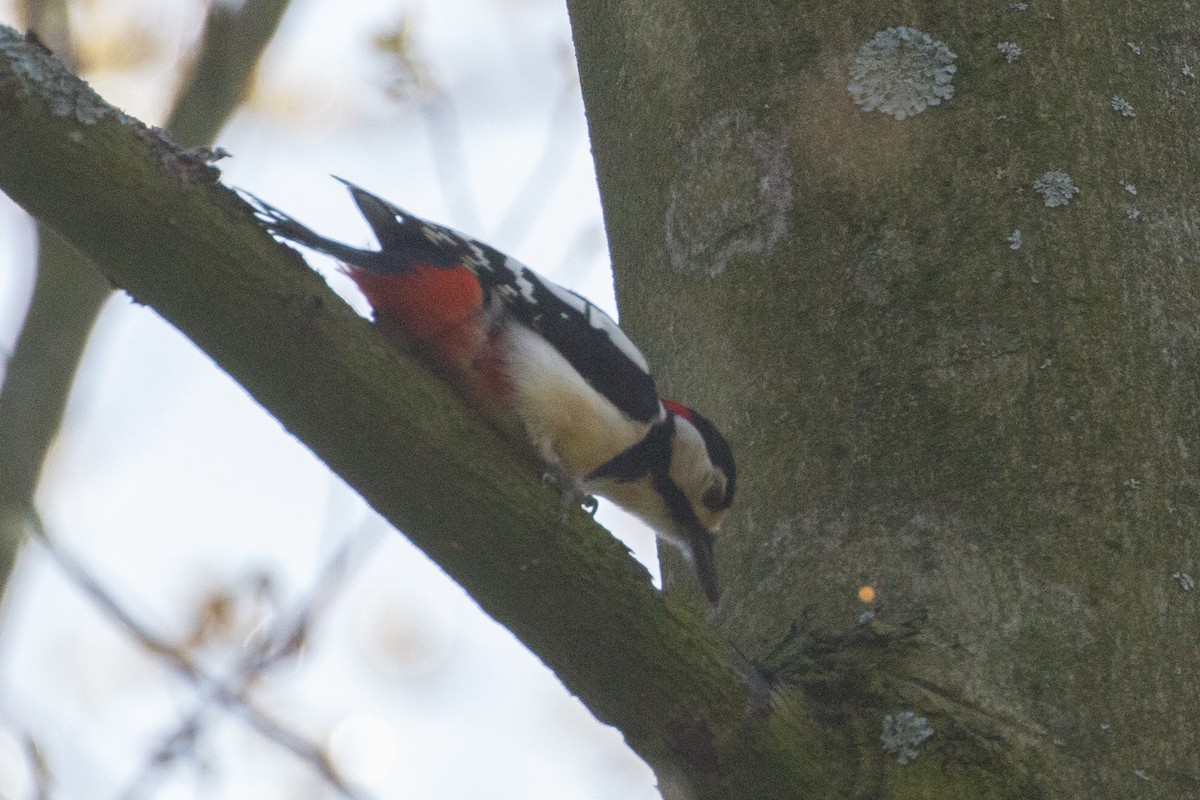 Great Spotted Woodpecker - ML618366381