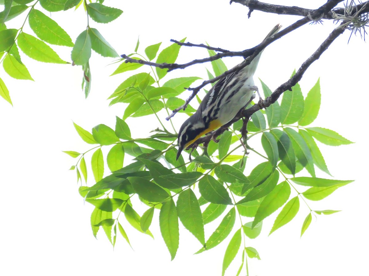Yellow-throated Warbler - ML618366400