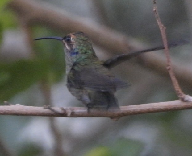 kolibřík zelený - ML618366437