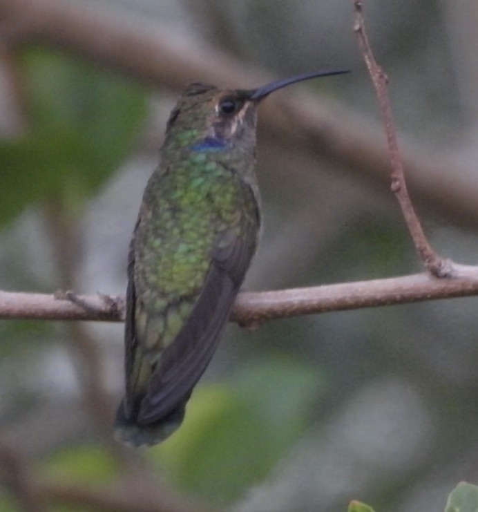 kolibřík zelený - ML618366438