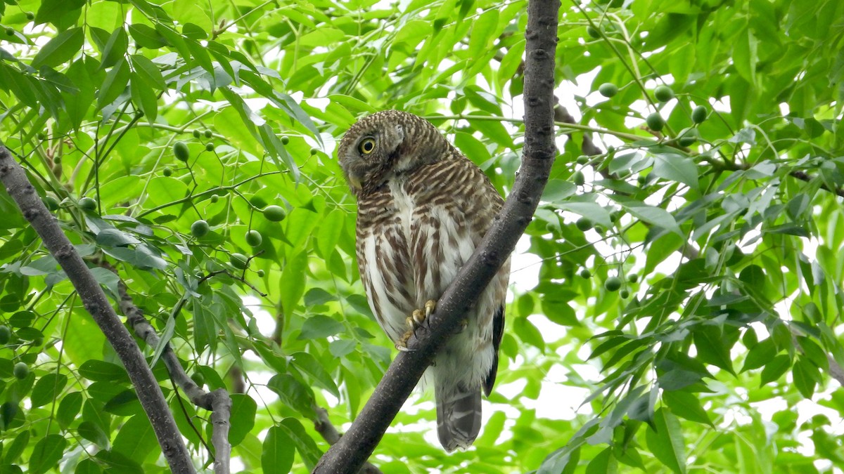 Asian Barred Owlet - ML618366465