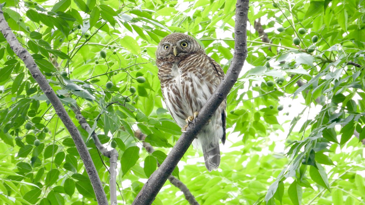 Asian Barred Owlet - ML618366474