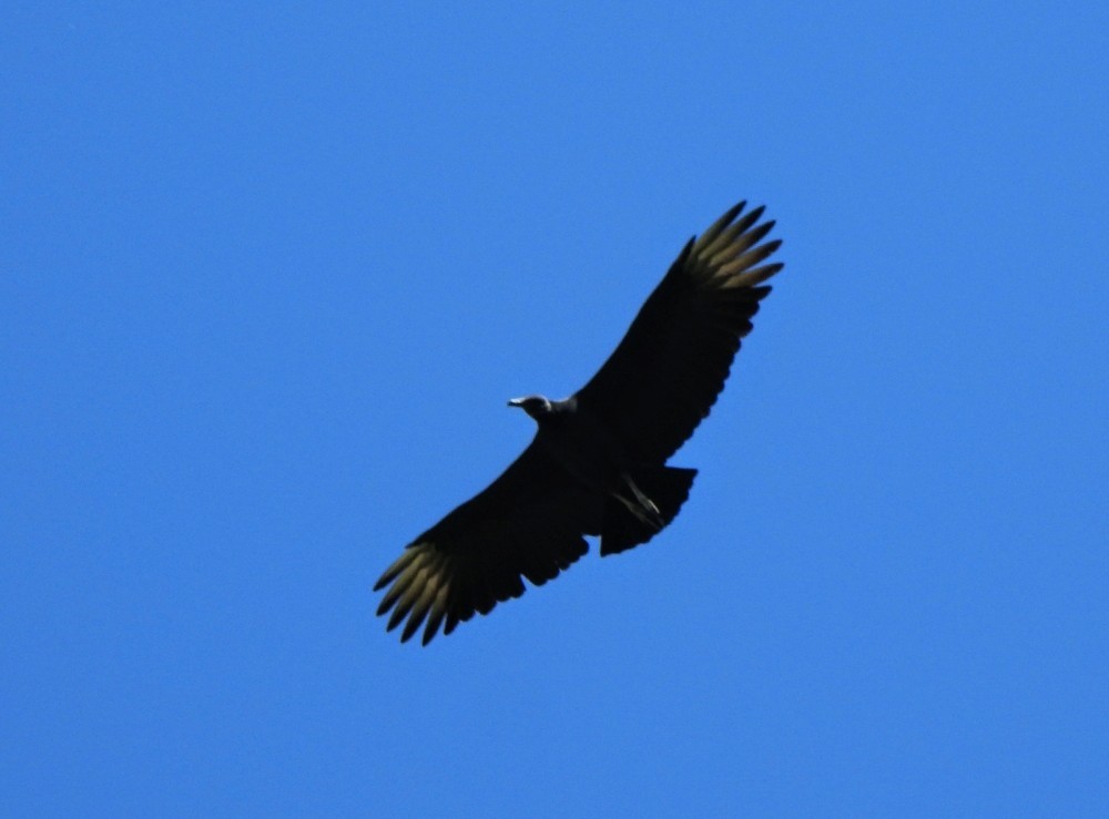 Black Vulture - ML618366479