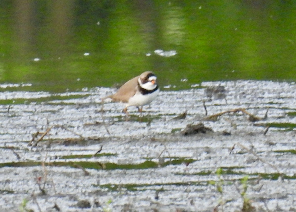 Semipalmated Plover - ML618366504
