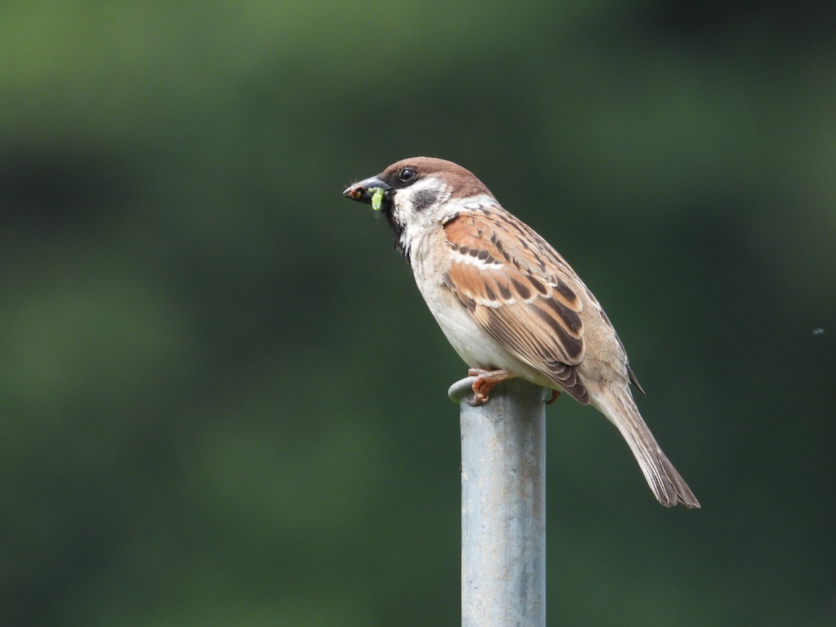 Eurasian Tree Sparrow - ML618366508