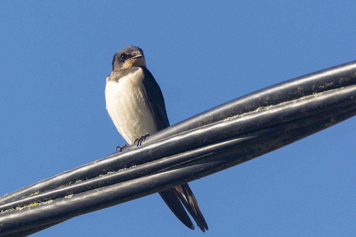 Barn Swallow (White-bellied) - ML618366601