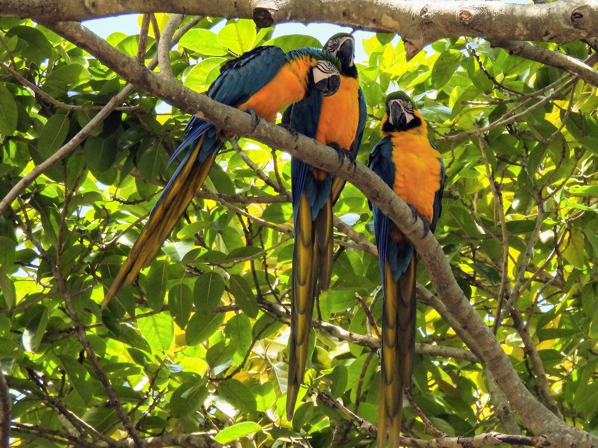 Blue-and-yellow Macaw - ML618366626