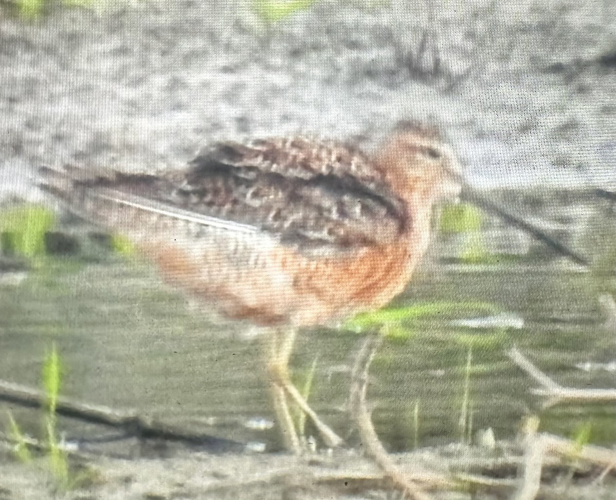 Long-billed Dowitcher - ML618366630
