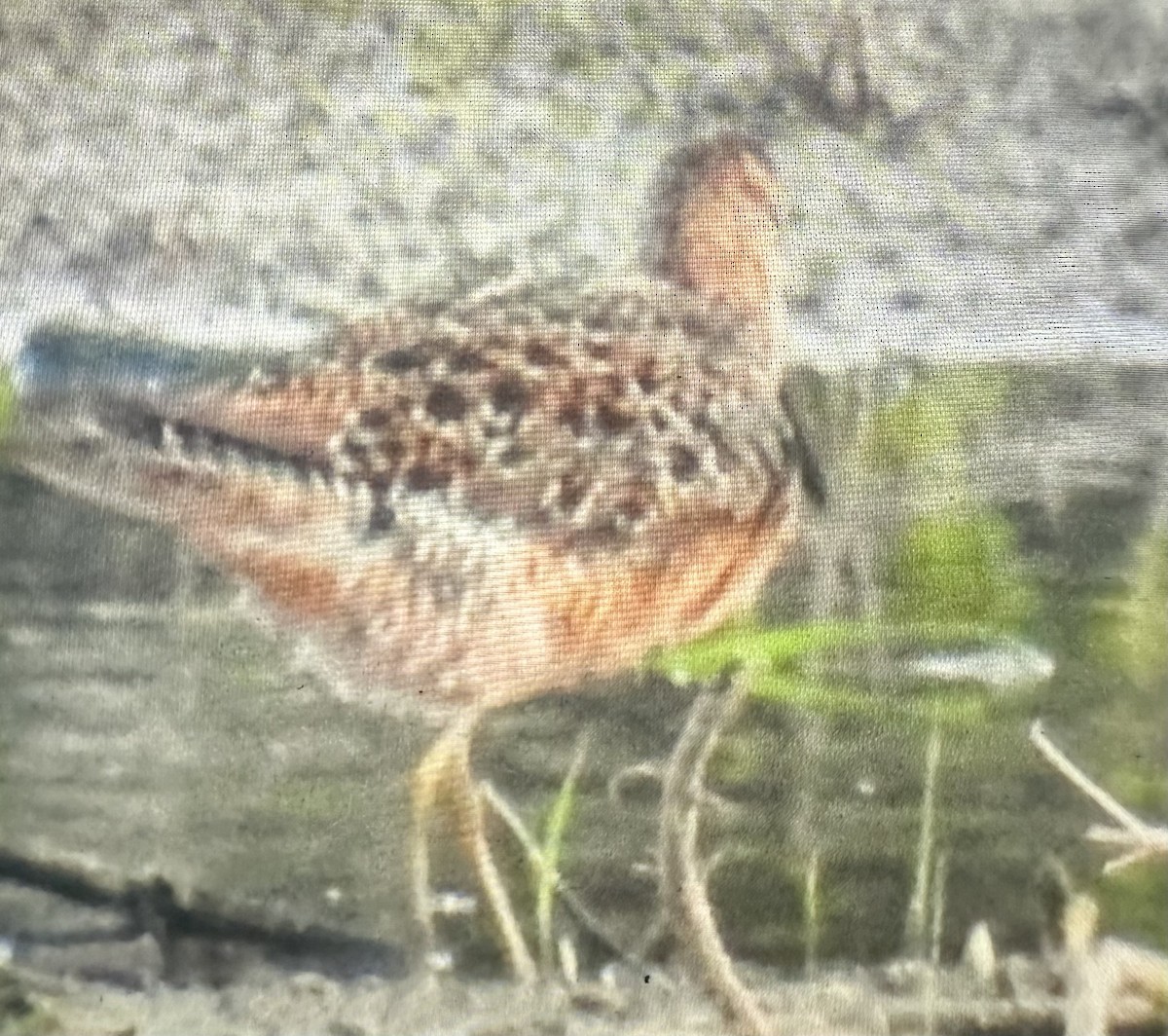 Long-billed Dowitcher - ML618366632