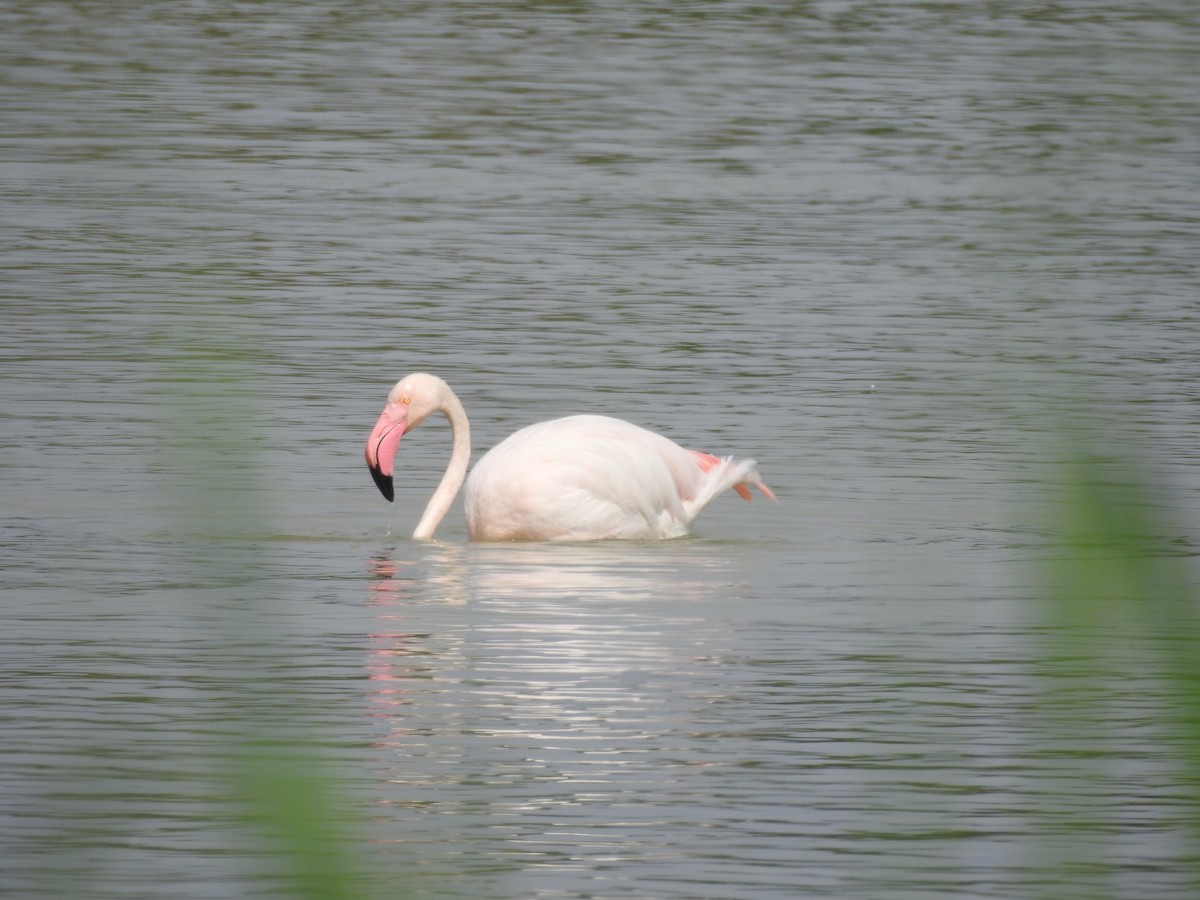 Greater Flamingo - ML618366659