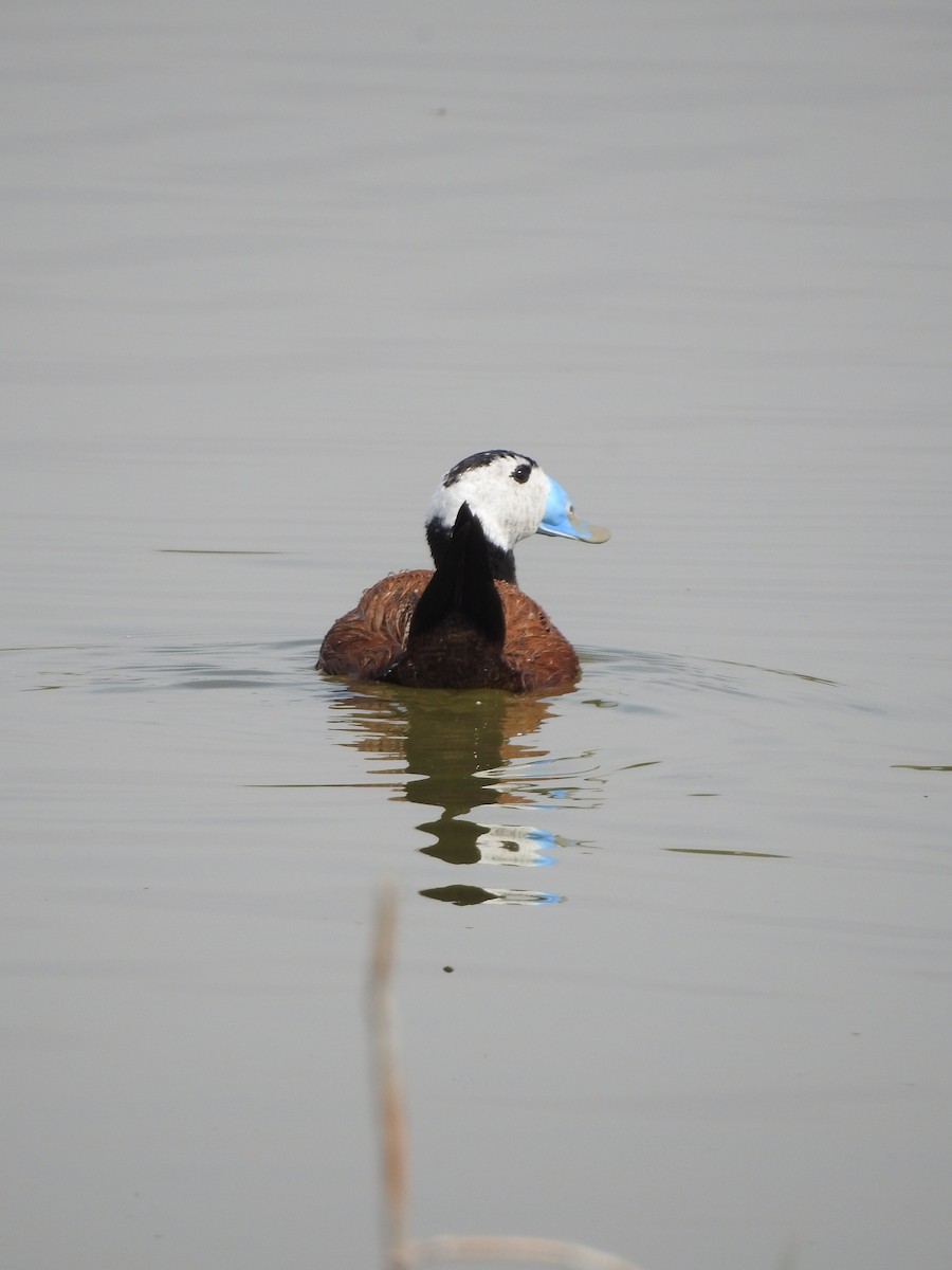 White-headed Duck - David Climent