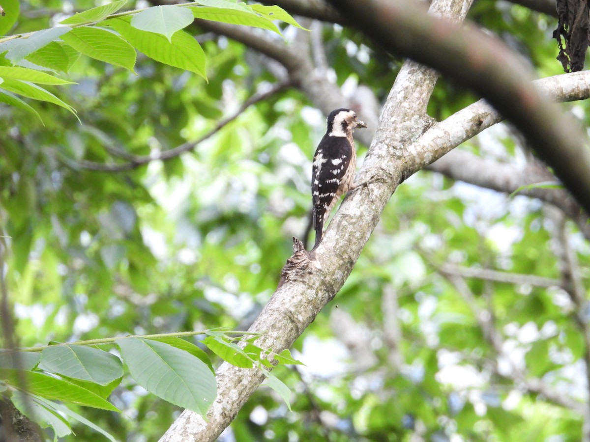 Gray-capped Pygmy Woodpecker - ML618366670