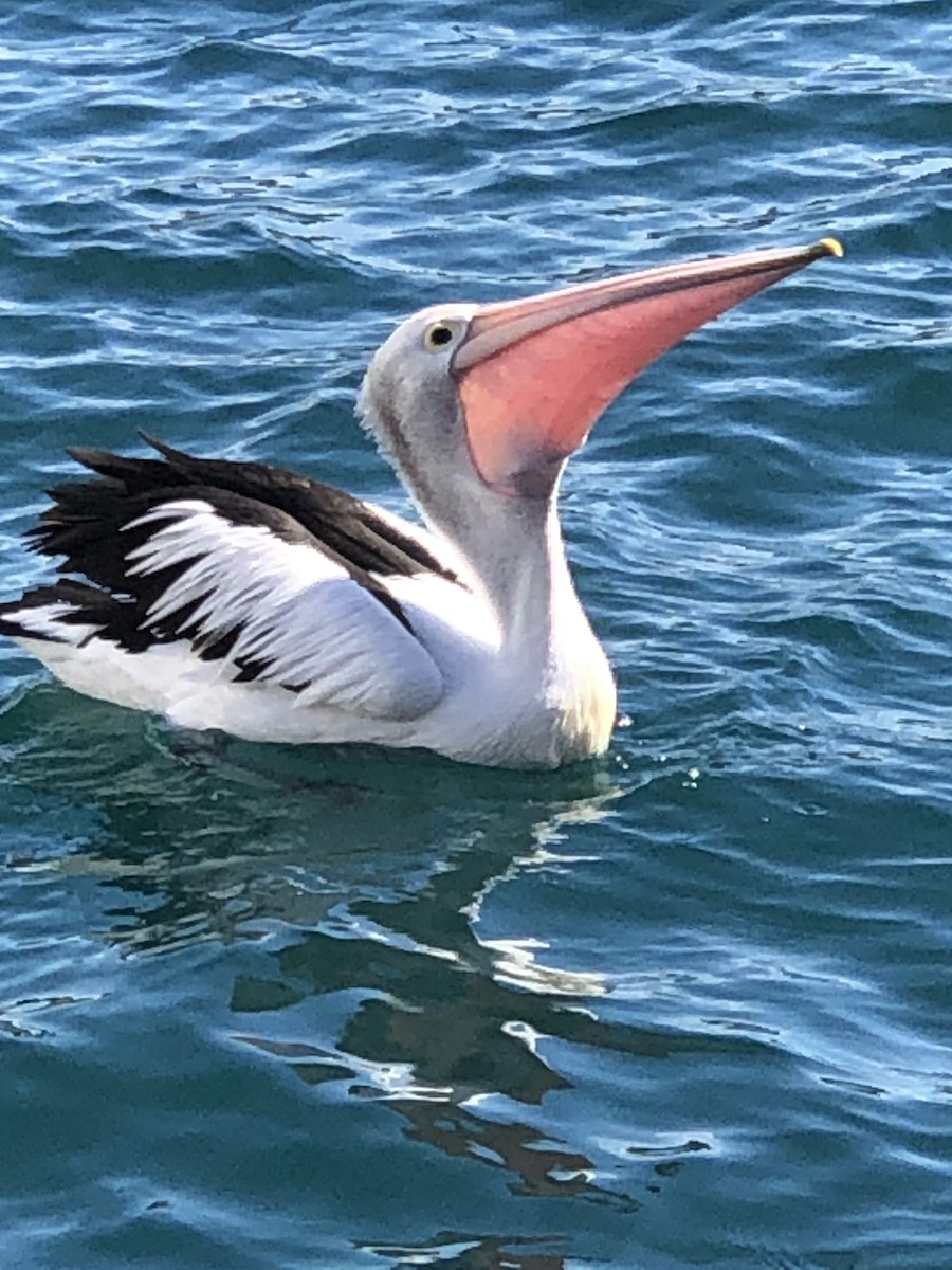Australian Pelican - ML618366673