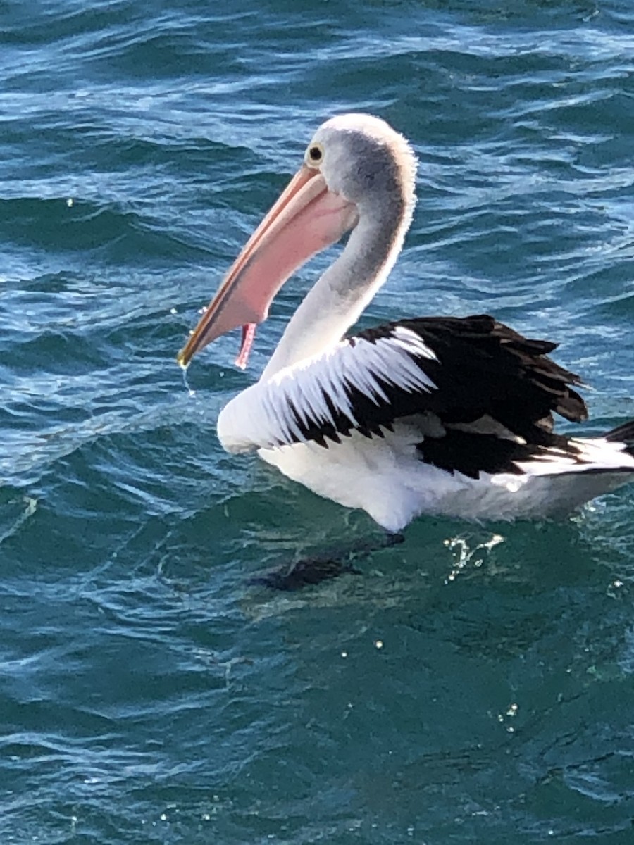 Australian Pelican - ML618366677