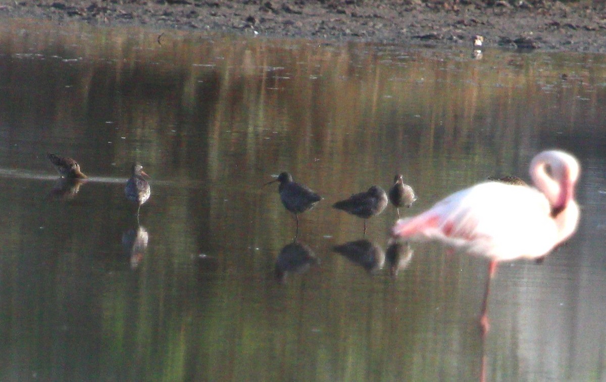 Common Redshank - PARTH PARIKH