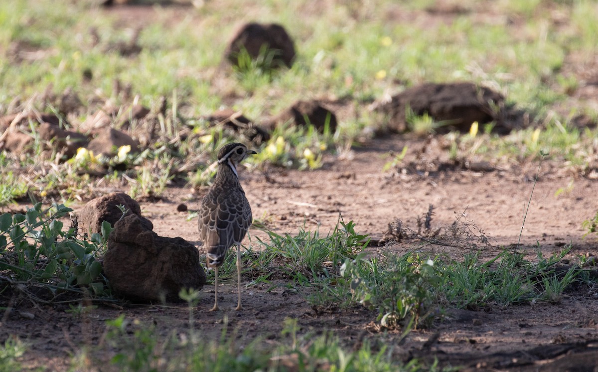 Three-banded Courser - ML618366760