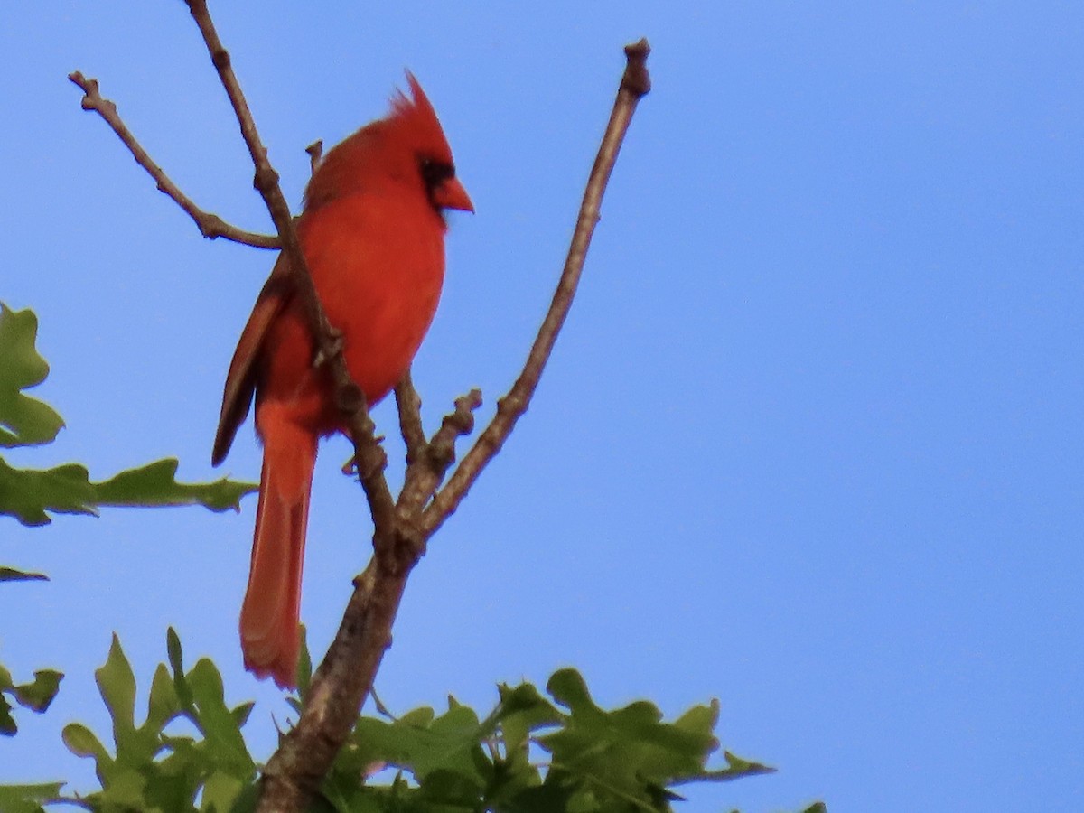Cardinal rouge - ML618366775