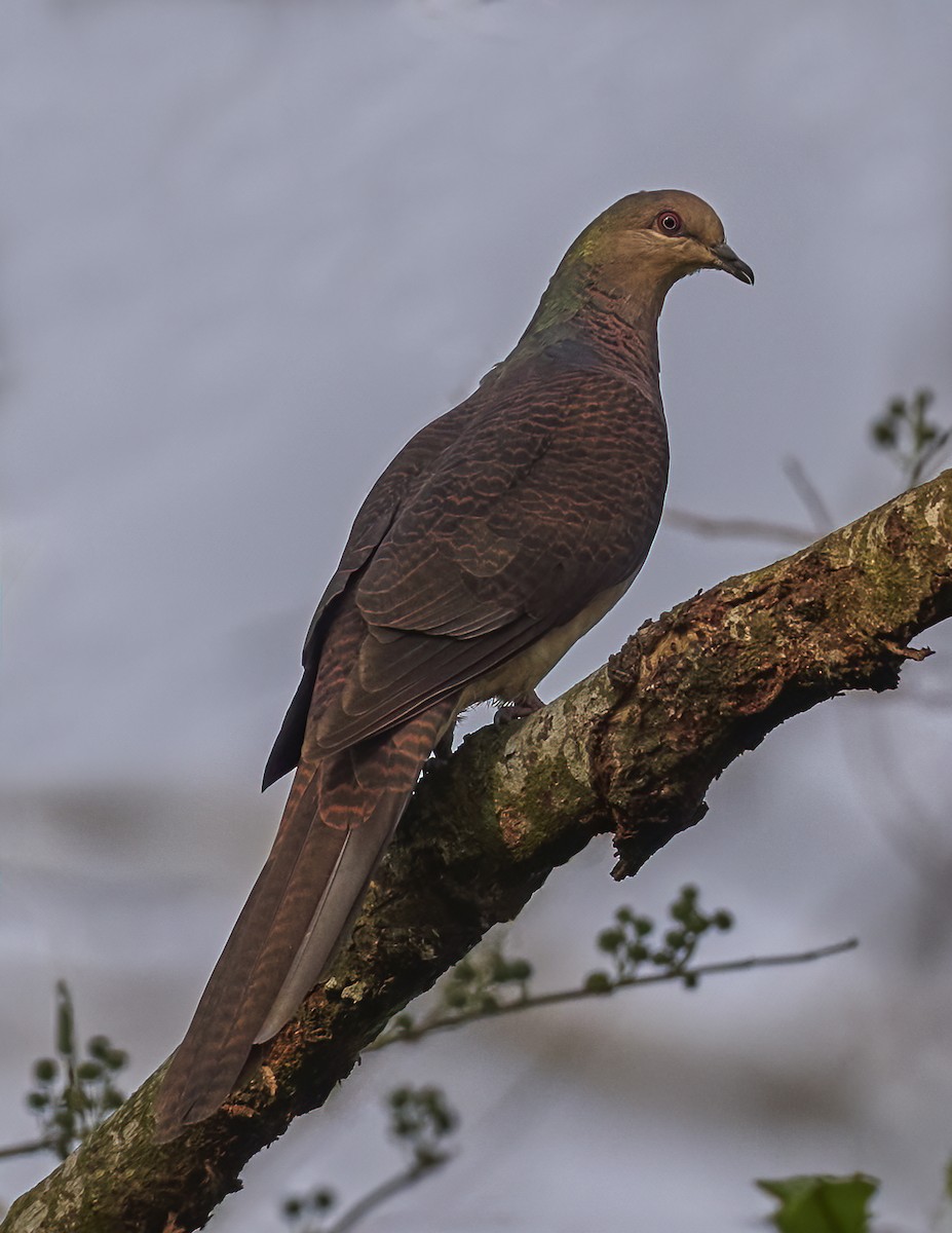 Barred Cuckoo-Dove - ML618366776