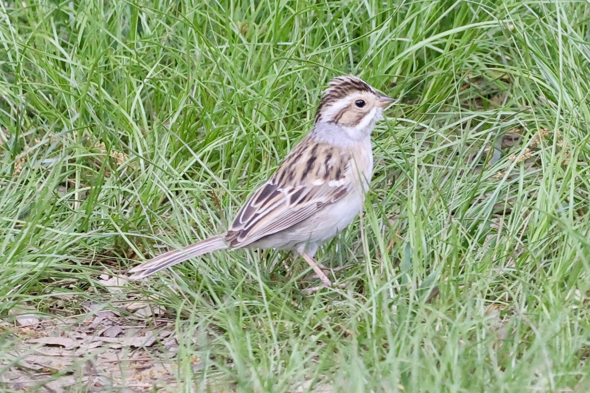 Clay-colored Sparrow - ML618366859