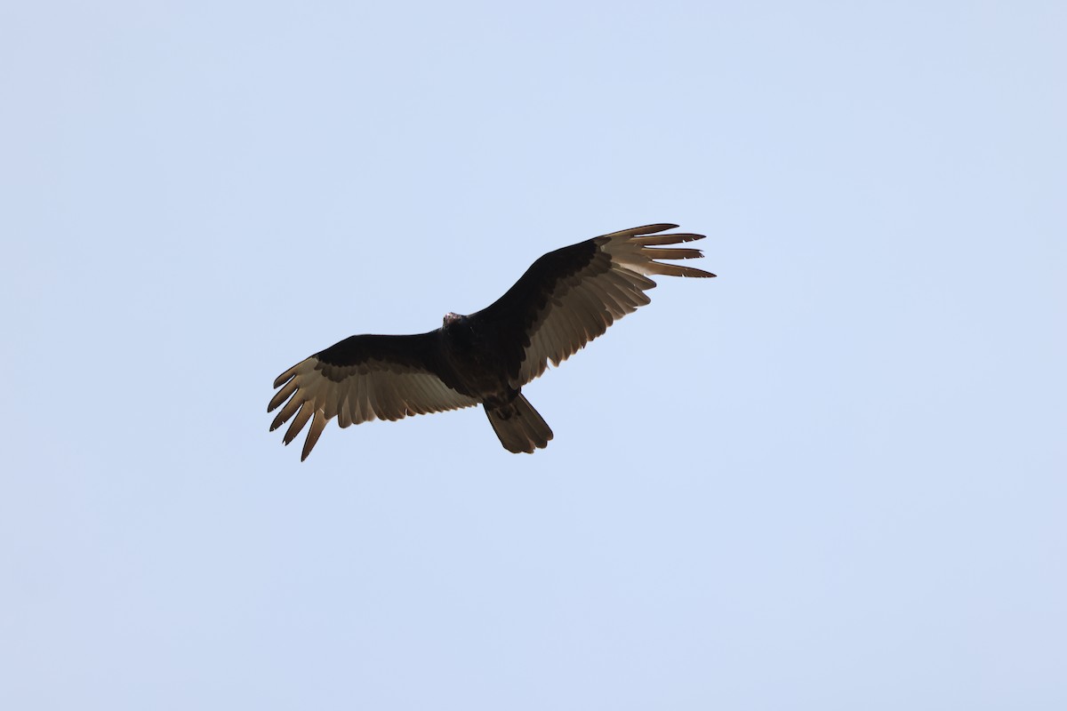 Turkey Vulture - ML618366874