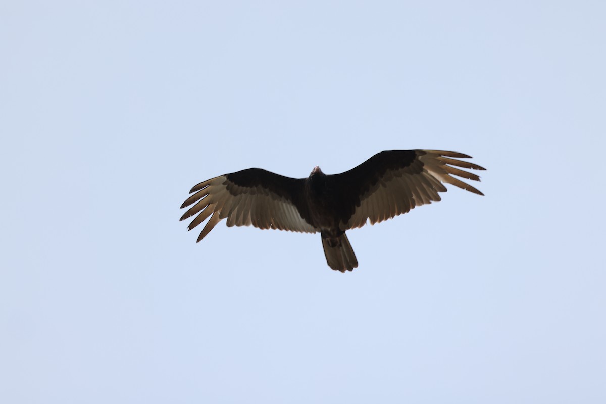 Turkey Vulture - ML618366889