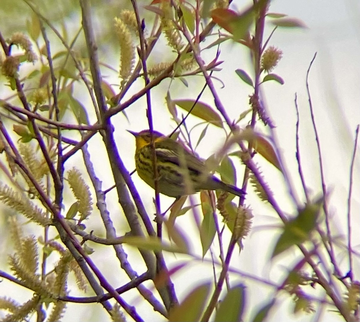 Cape May Warbler - Michael Onel