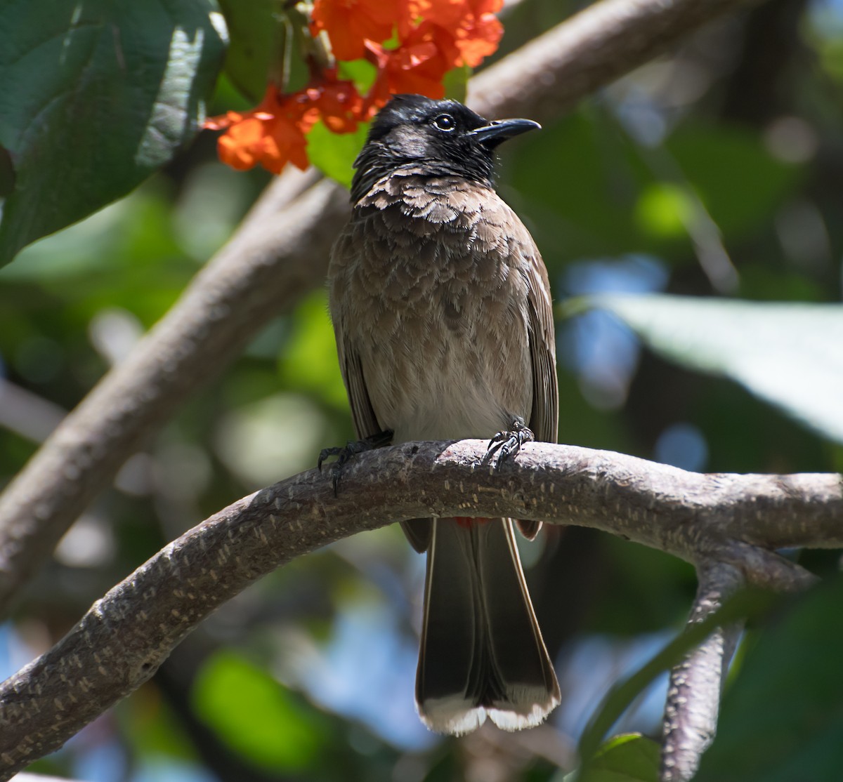 Red-vented Bulbul - ML618366905