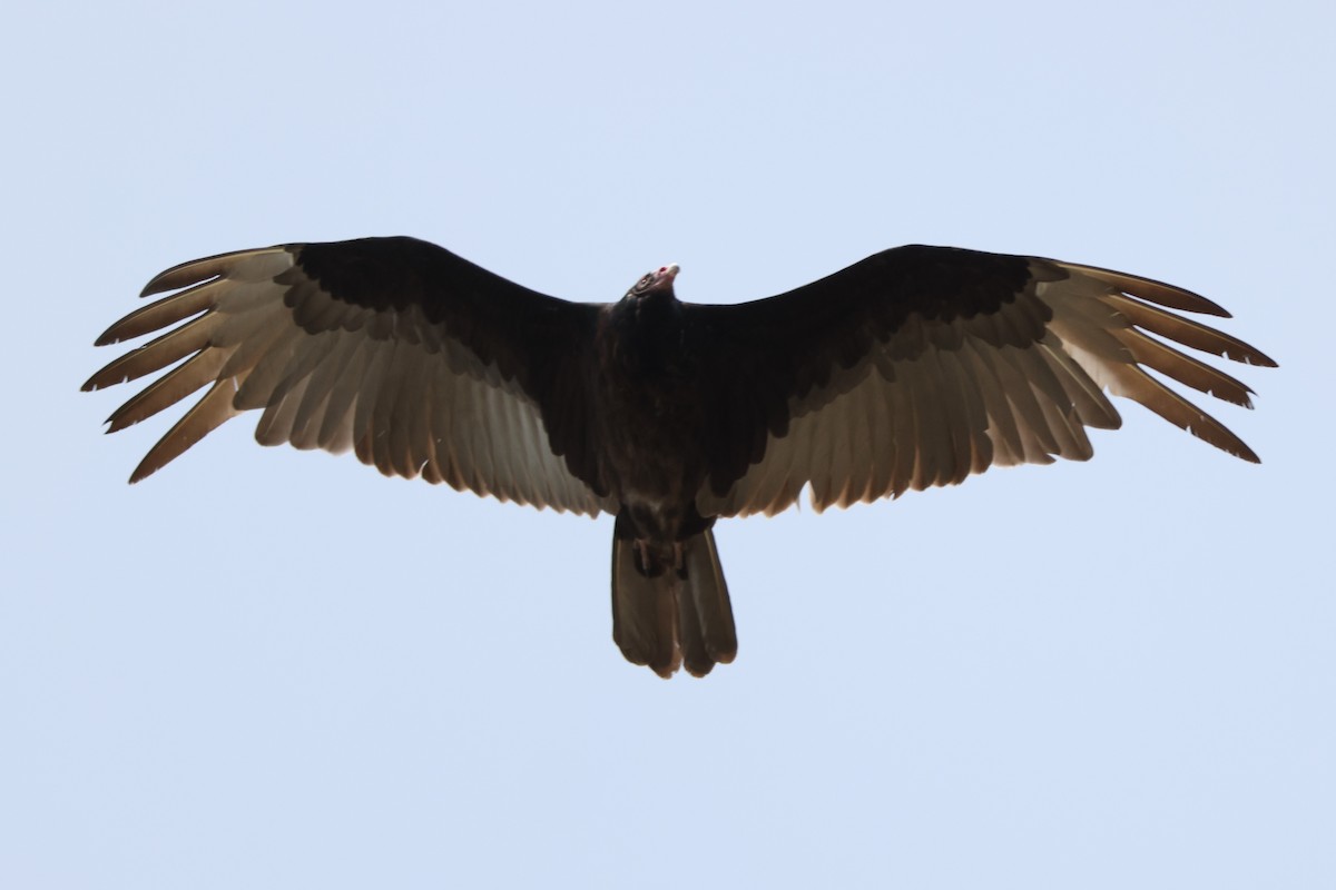 Turkey Vulture - ML618366915