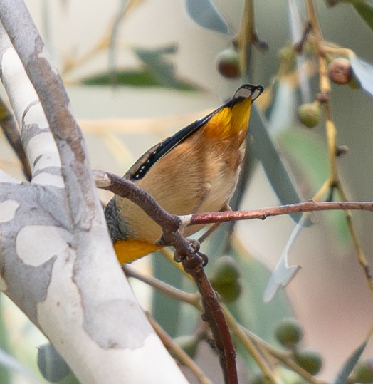 Spotted Pardalote - ML618366954