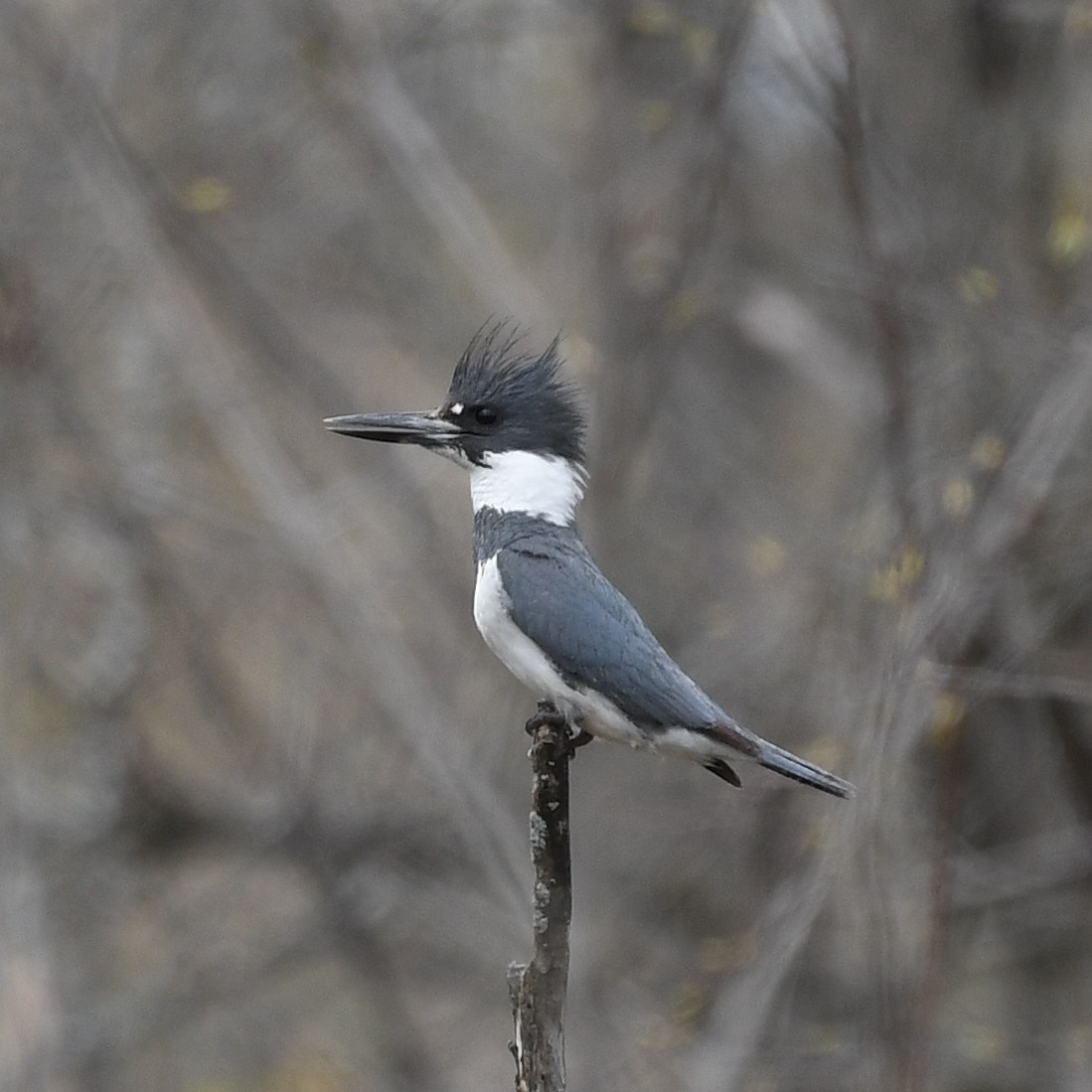 Belted Kingfisher - ML618366978