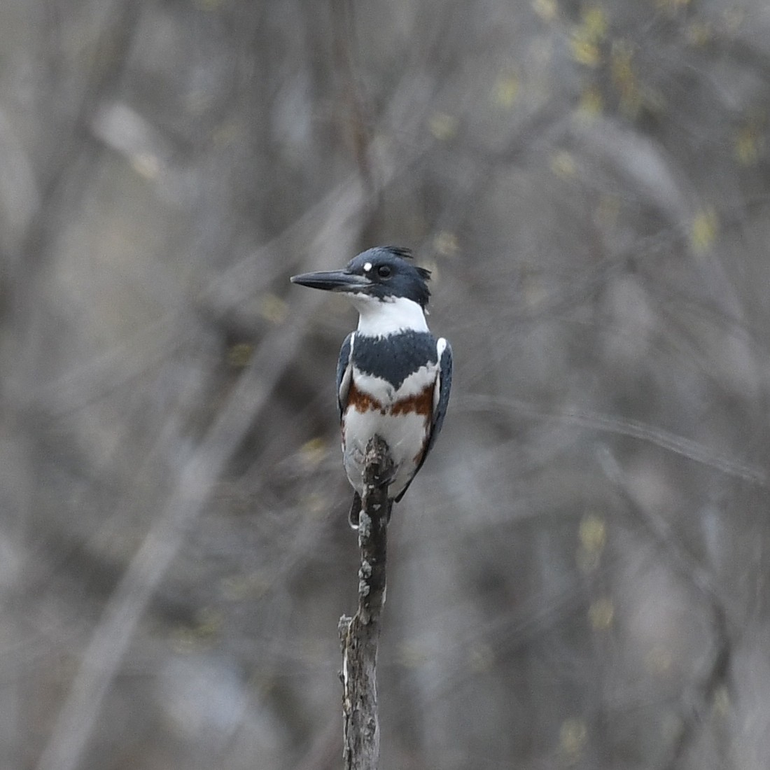 Belted Kingfisher - ML618366979