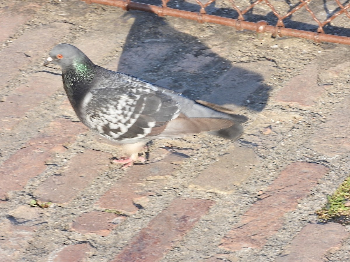 Pigeon biset (forme domestique) - ML618366992