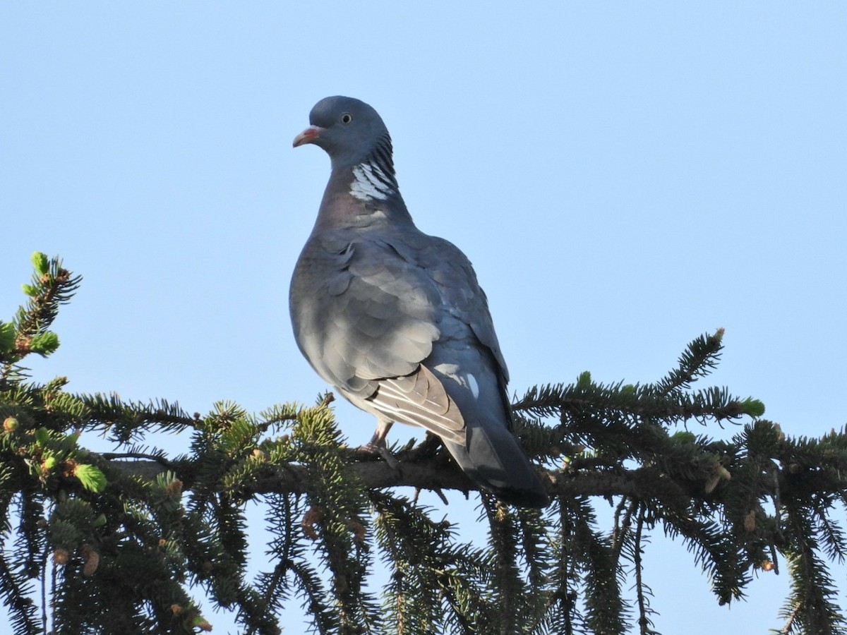 Common Wood-Pigeon - ML618366994