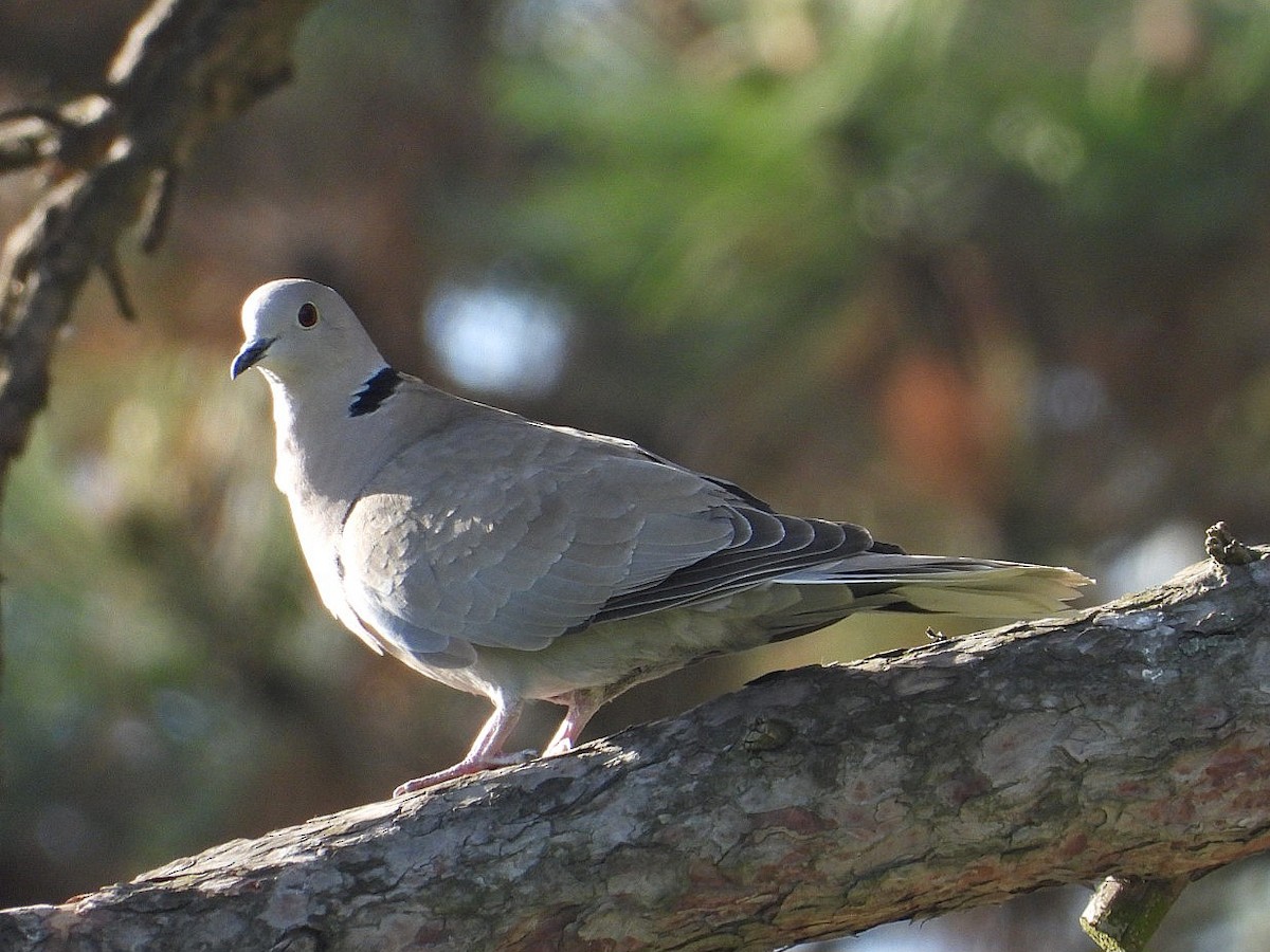 Eurasian Collared-Dove - ML618366999