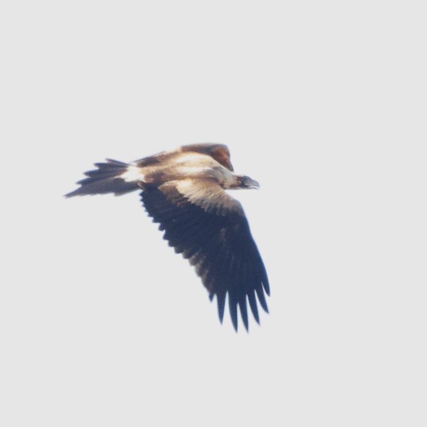Wedge-tailed Eagle - ML618367001