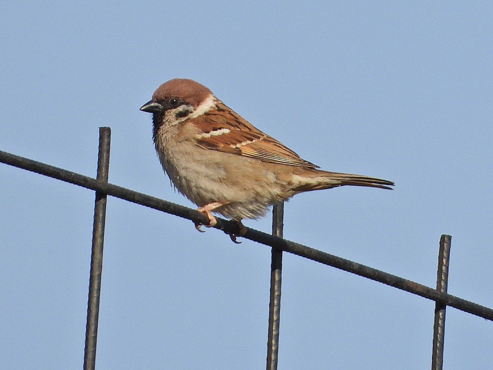 Eurasian Tree Sparrow - ML618367020